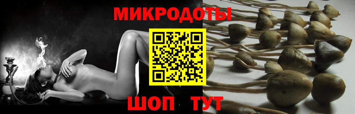 Псилоцибиновые грибы Psilocybe  Вход с VPN  Нижний Новгород 